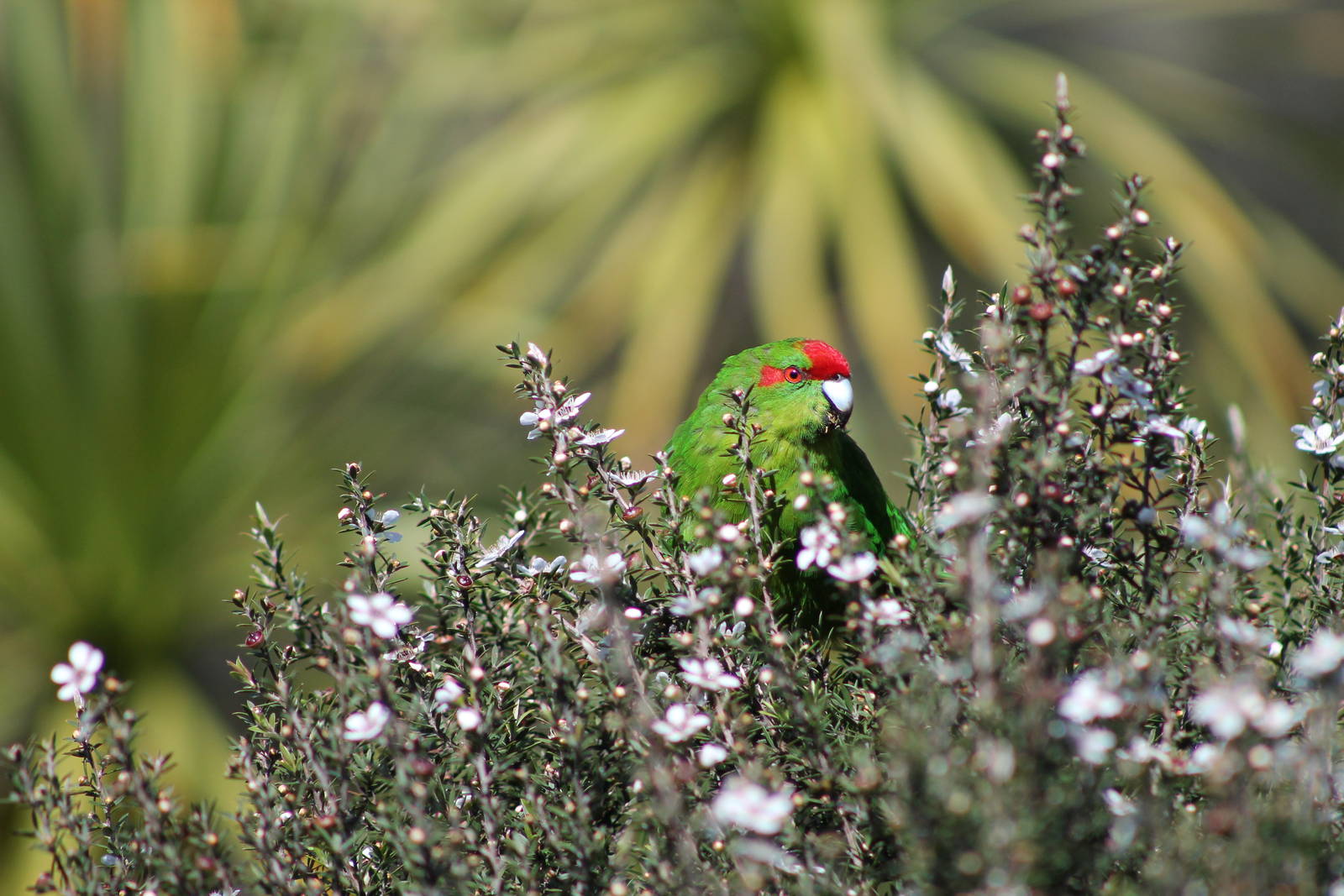 red-crowned kakariki (Cyanoramphus novaezelandiae)