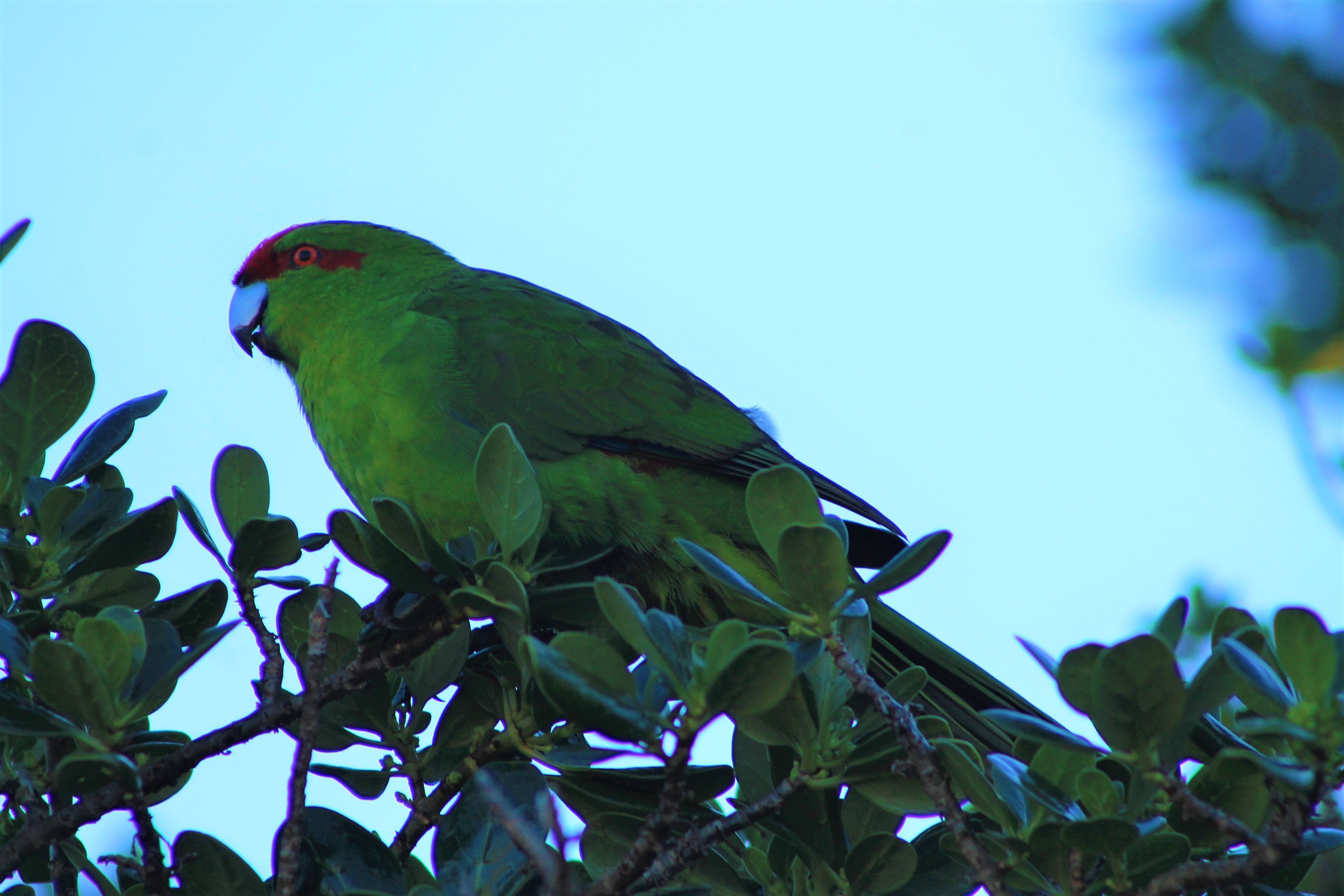 Red-crowned Kakariki (Cyanoramphus novaezelandiae)