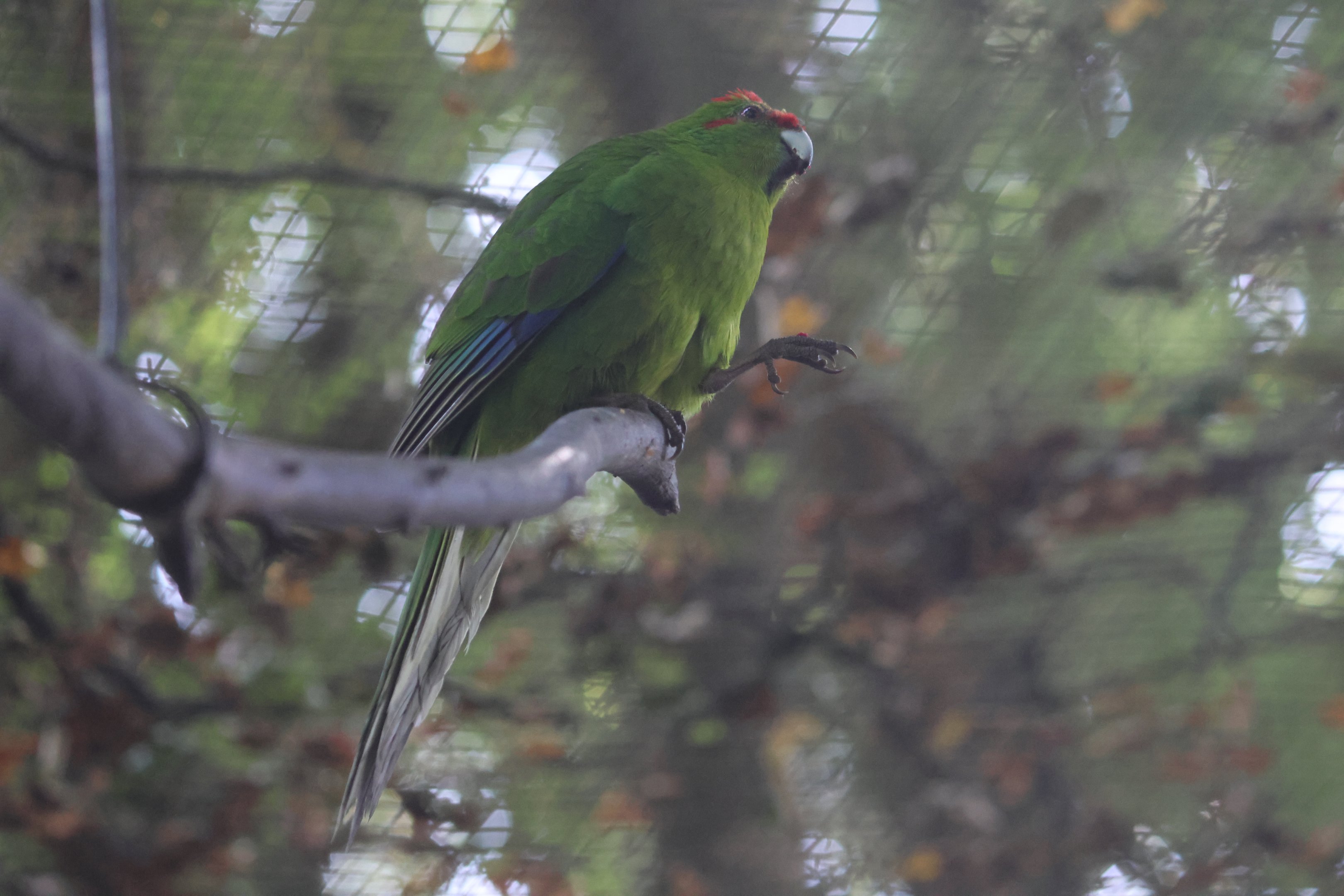 Red-crowned Kākāriki (Cyanoramphus novaezelandiae)