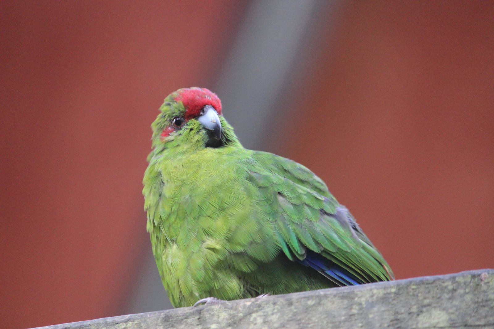 Red-crowned Kakariki, Rainbow Springs