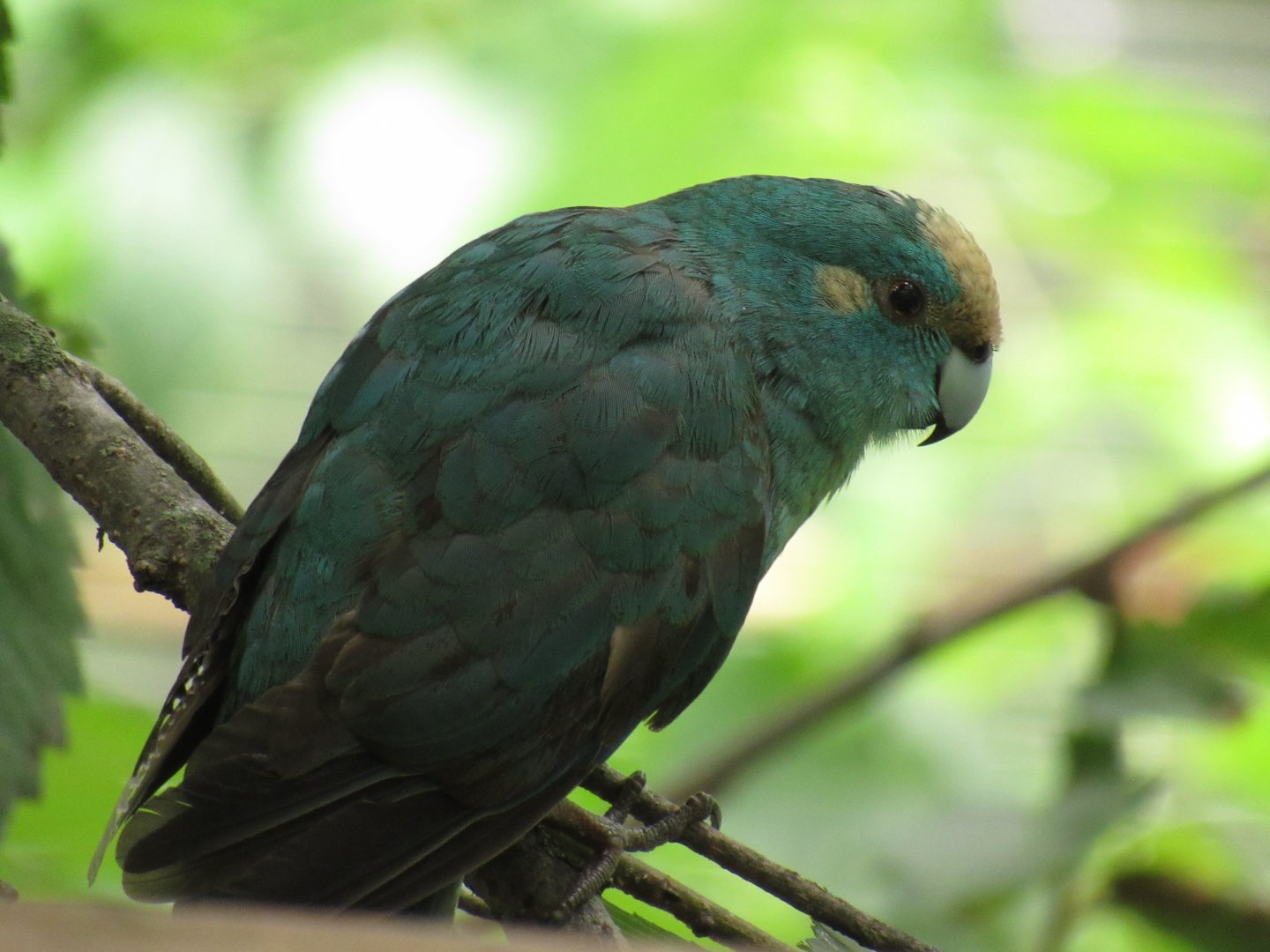 Red-Crowned Kakariki (turquoise mutation) at Kansas City Zoo
