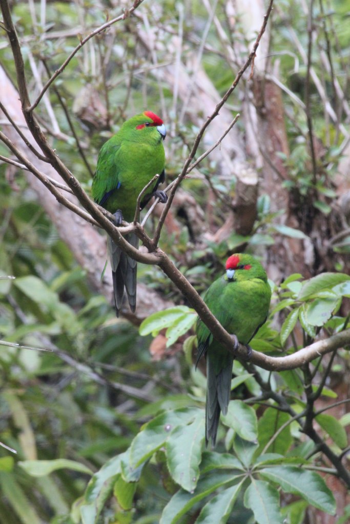 Red-crowned Kakariki
