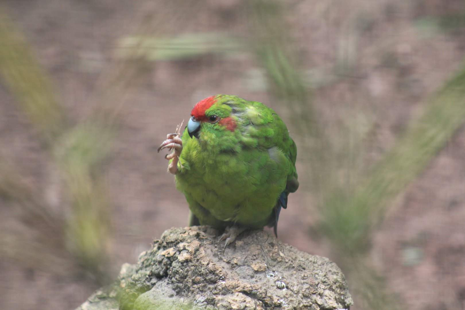 Red-Crowned Kākāriki