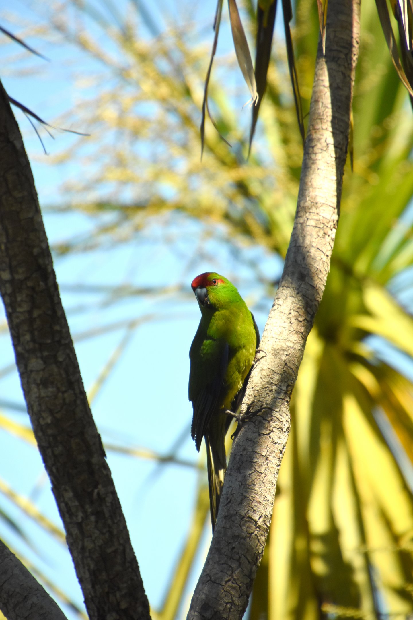 Red-crowned kakariki