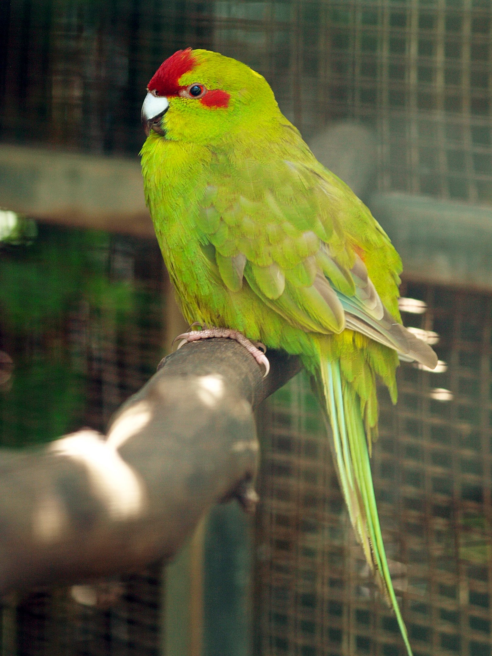 Red-crowned Kakariki