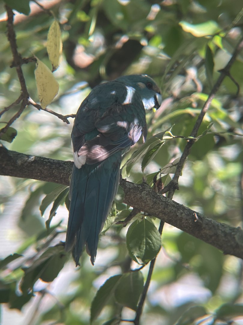 Red-crowned Kakariki
