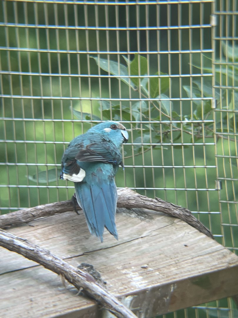Red-crowned Kakariki