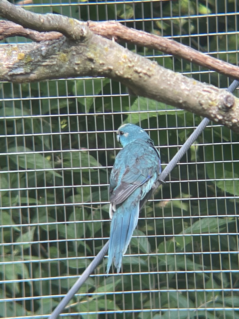 Red-crowned Kakariki