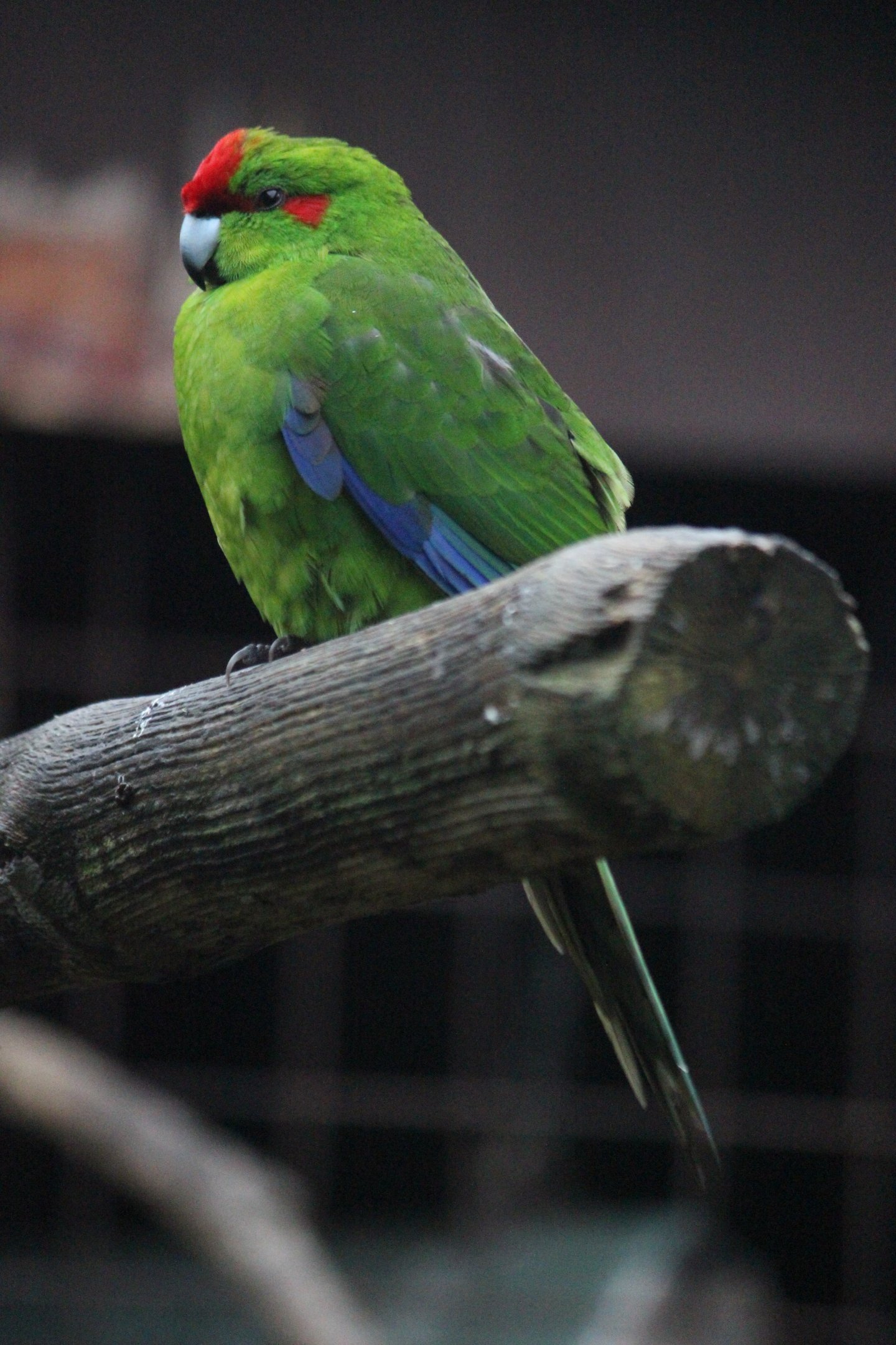 Red-crowned Kakariki