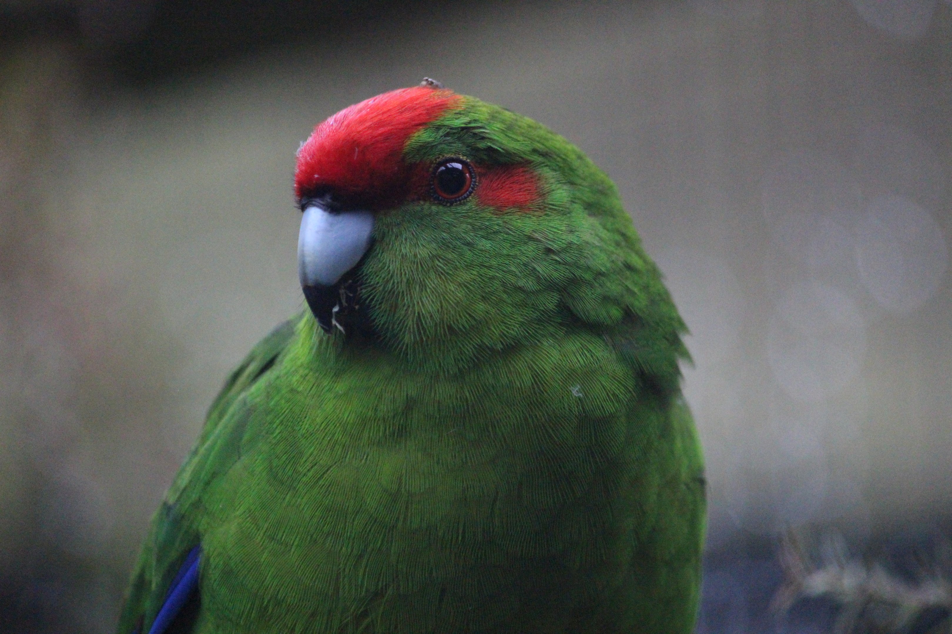 Red-crowned Kakariki