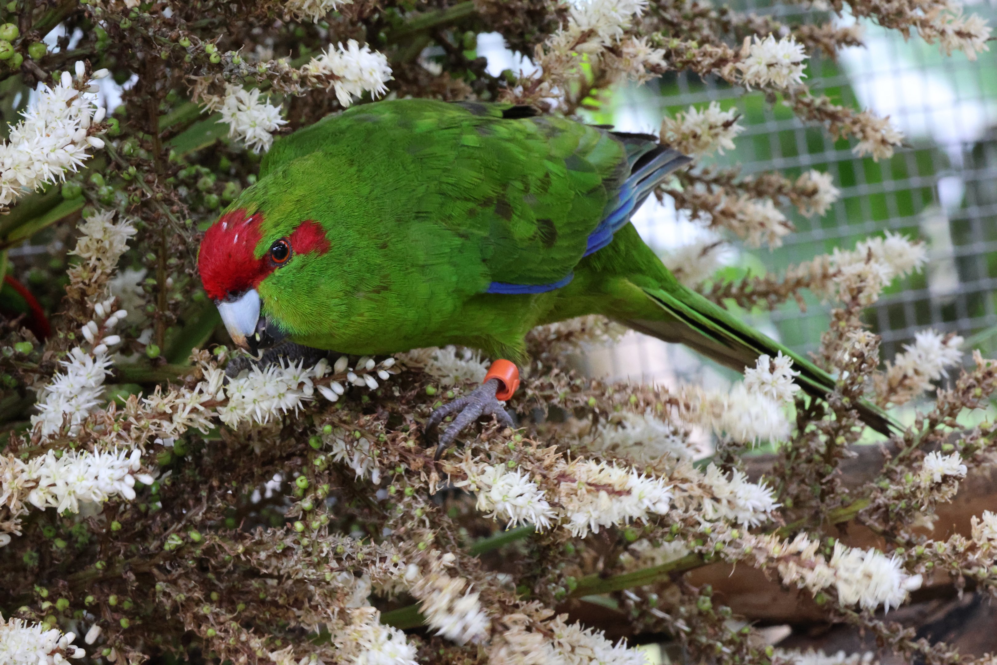 Red-crowned Kākāriki