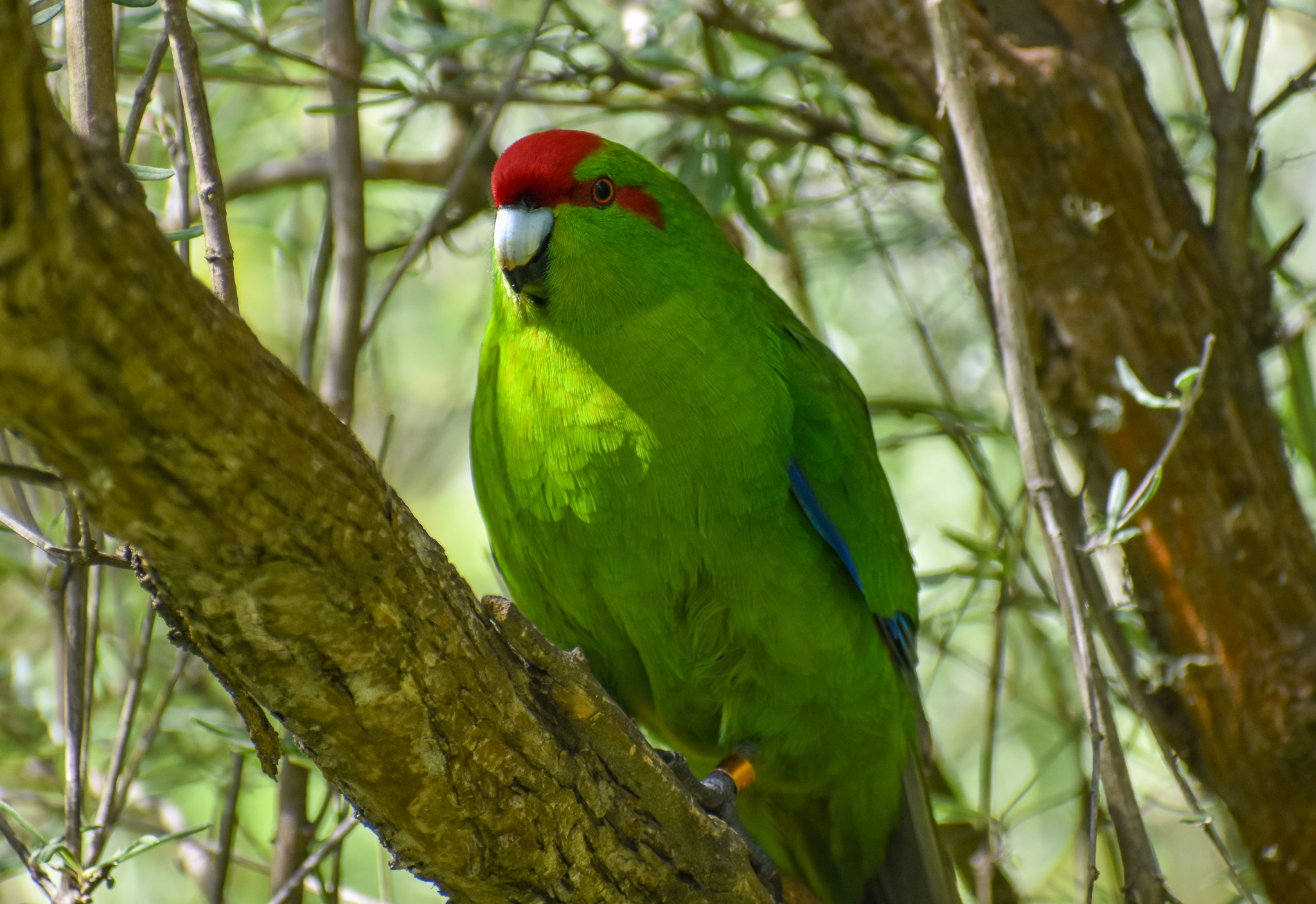 Red-crowned Kakariki