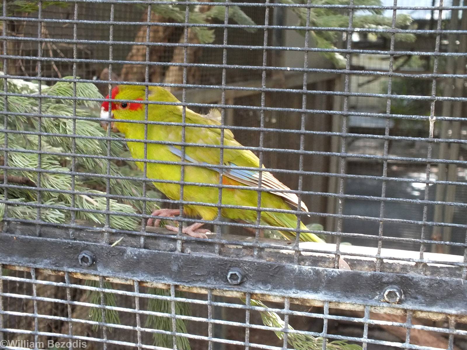 Red-crowned Kakiriki