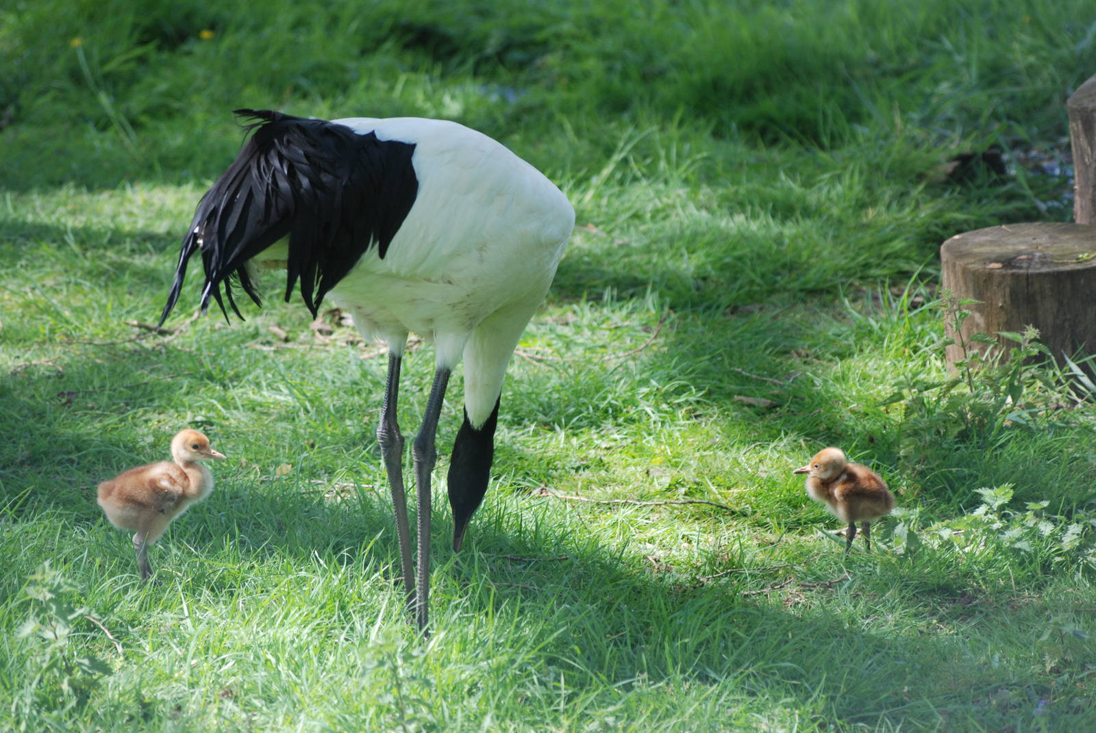 Red-crowned/Manchurian Cranes at Whipsnade 08/05/11