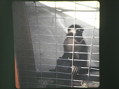 Red crowned mangabey 1972