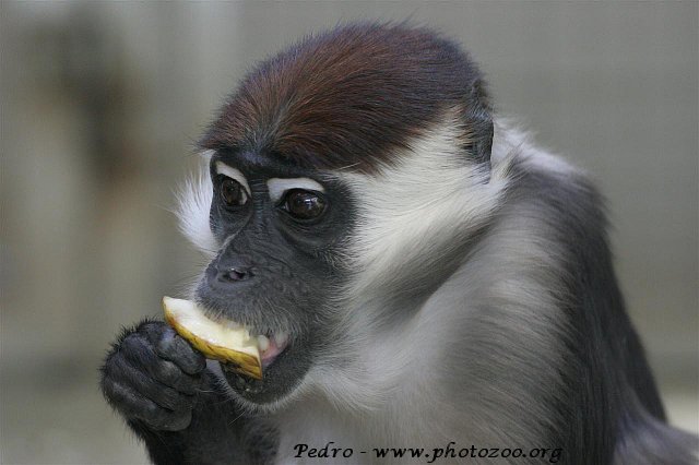 Red-crowned mangabey (Cercocebus torquatus)