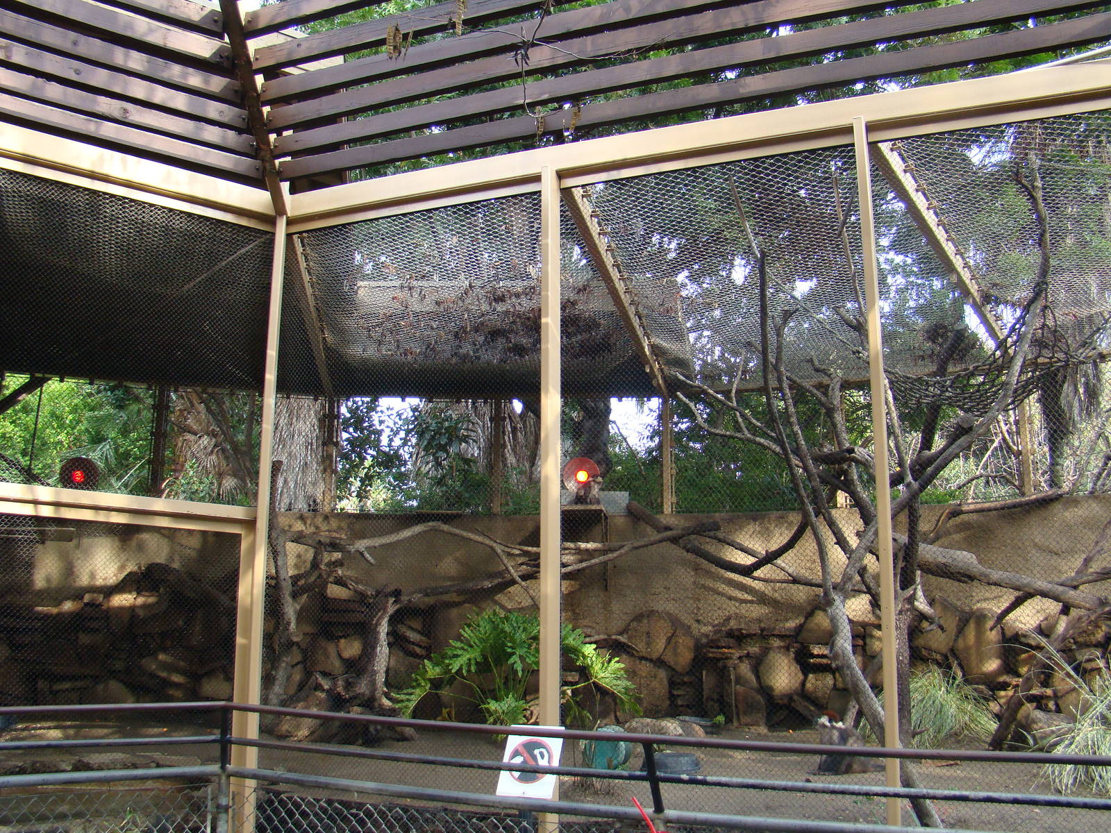 Red-crowned Mangabey exhibit