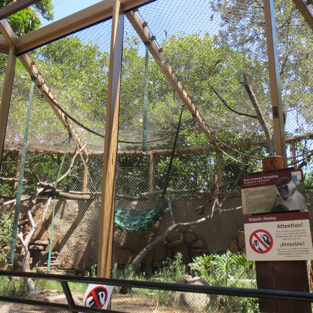 Red Crowned Mangabey Exhibit