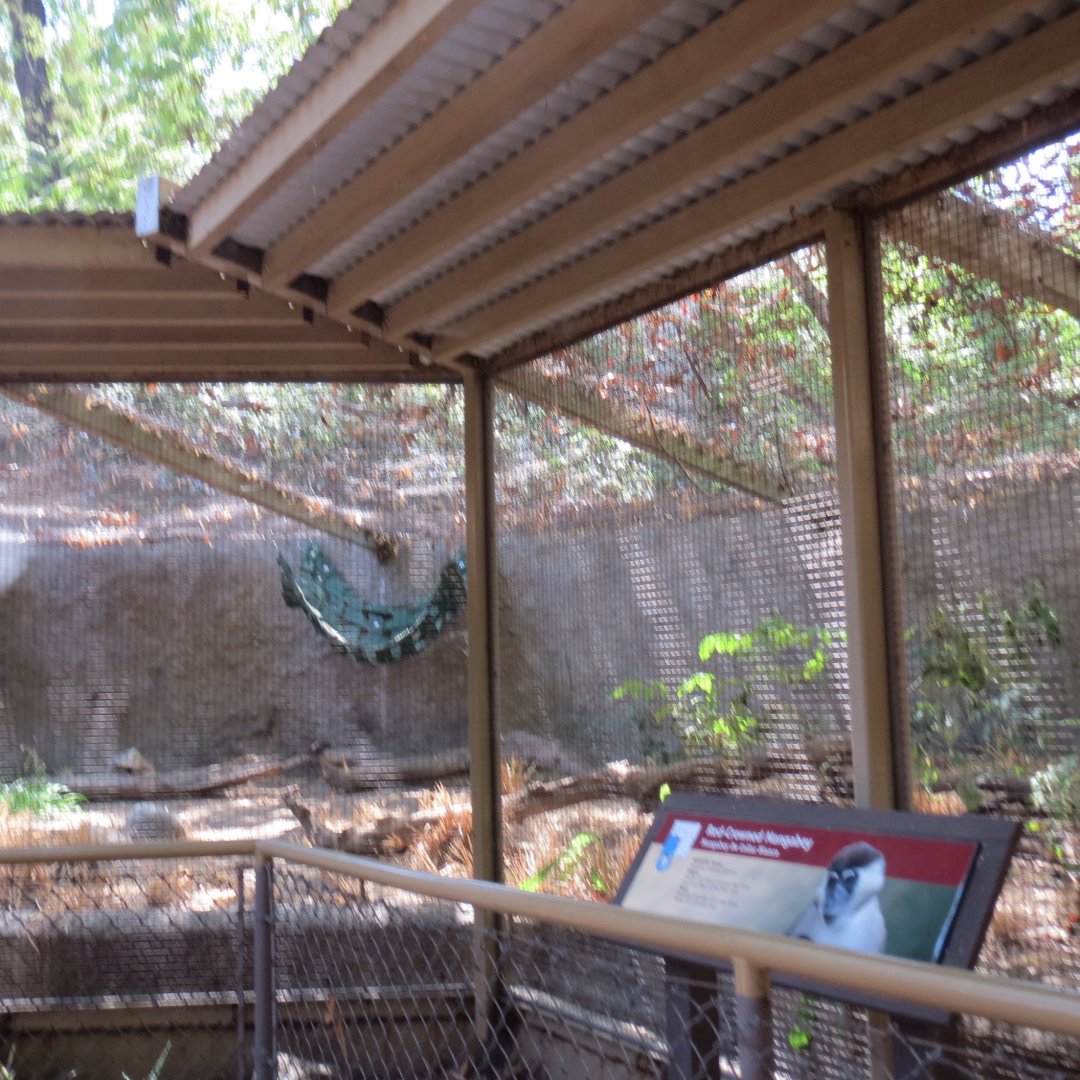 Red Crowned Mangabey Exhibit