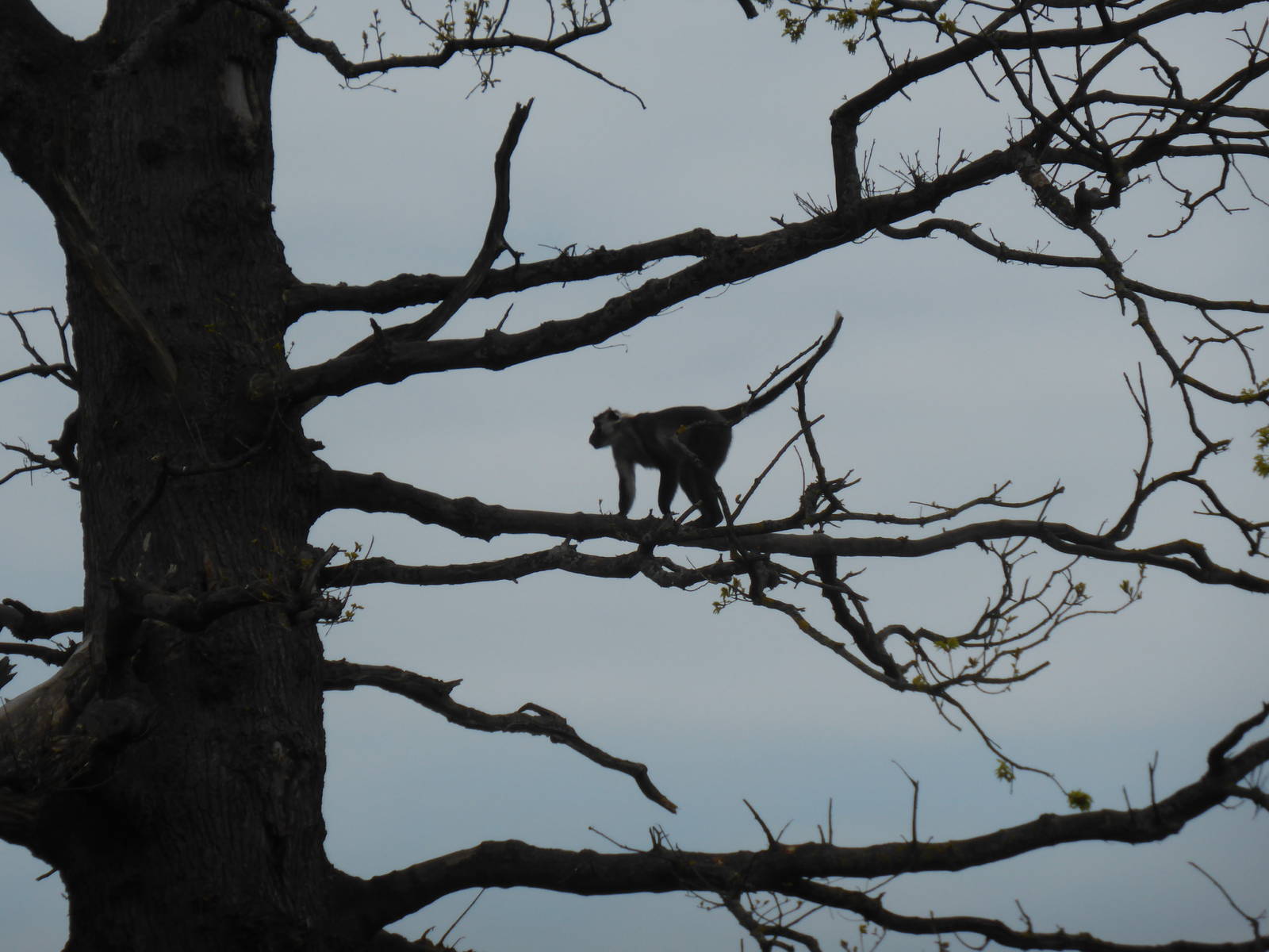 Red-crowned mangabey in oak tree .