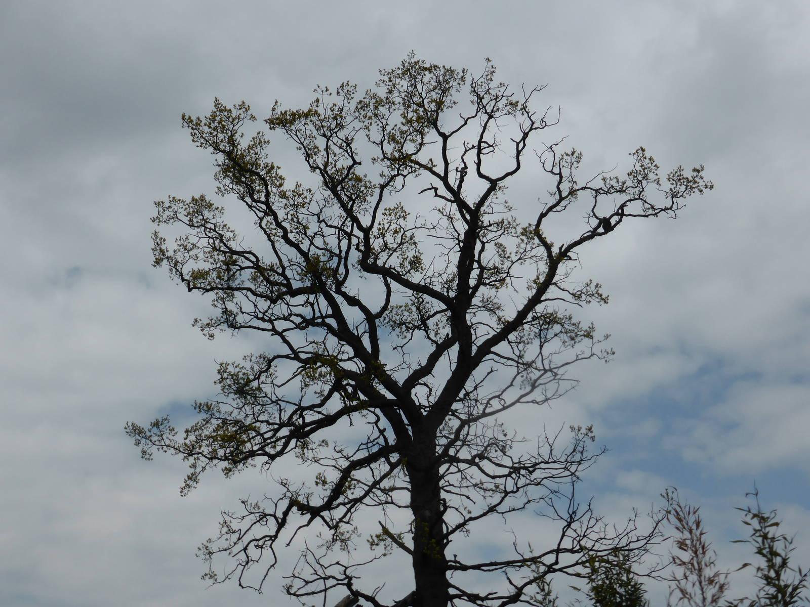 Red-crowned mangabey in oak tree .