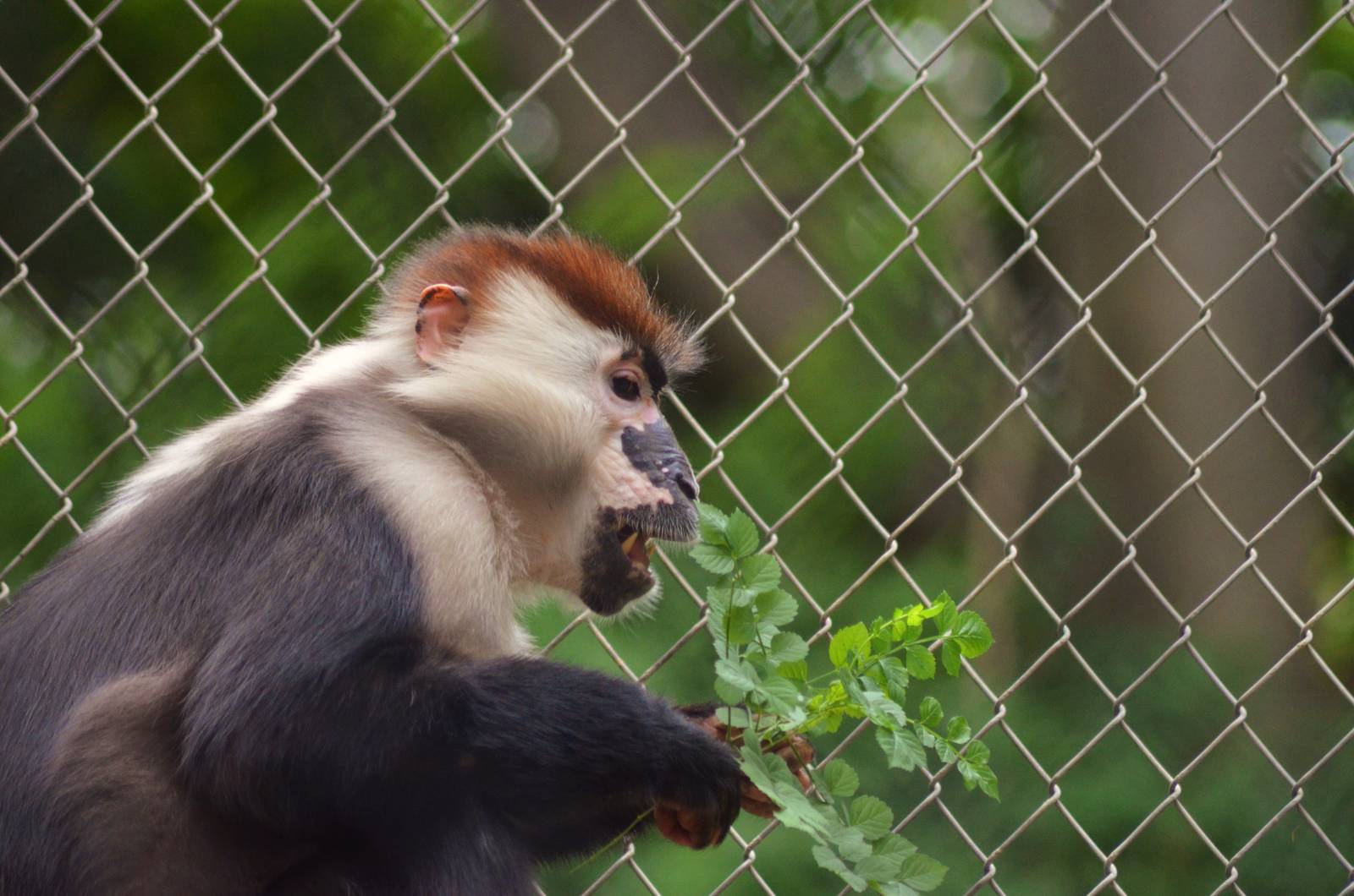 Red-crowned Mangabey