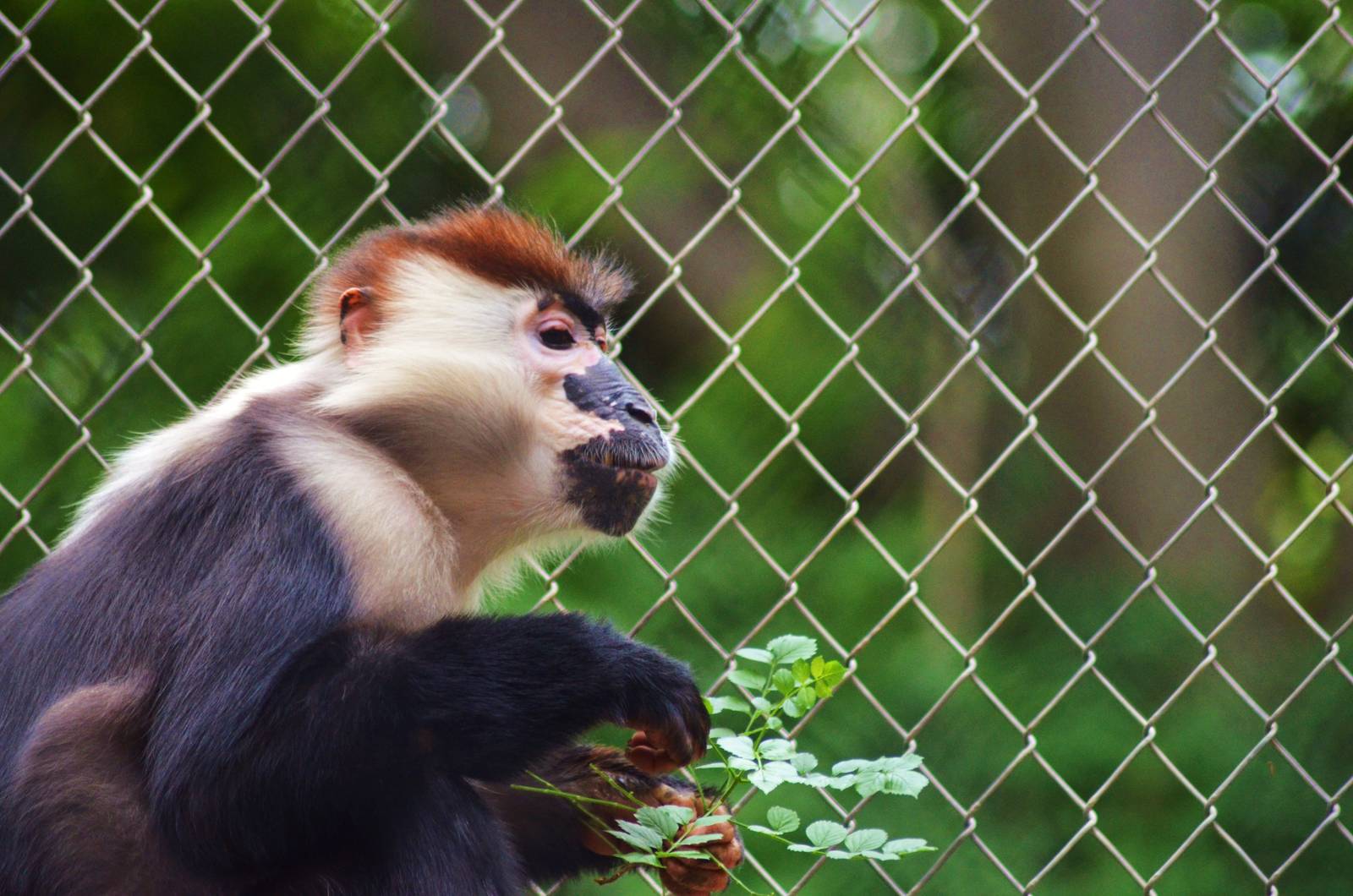Red-crowned Mangabey