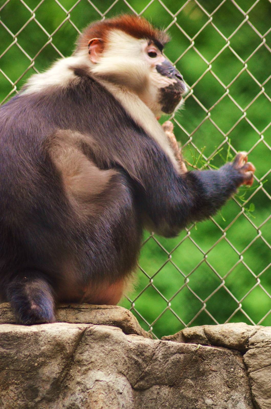 Red-crowned Mangabey