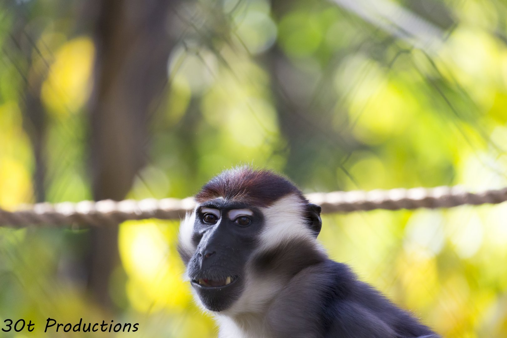 Red-Crowned Mangabey