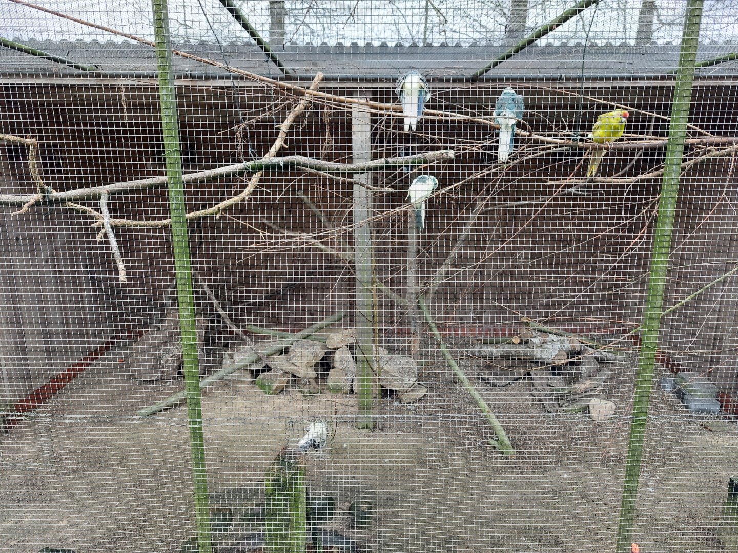 Red-Crowned parakeet and european quail aviary Stadtpark Emsdetten
