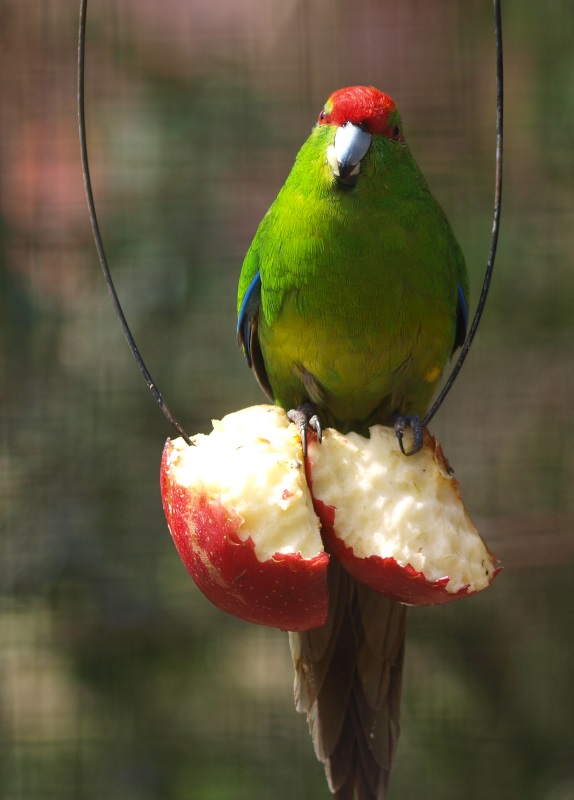 Red-crowned parakeet (April 19th, 2015)