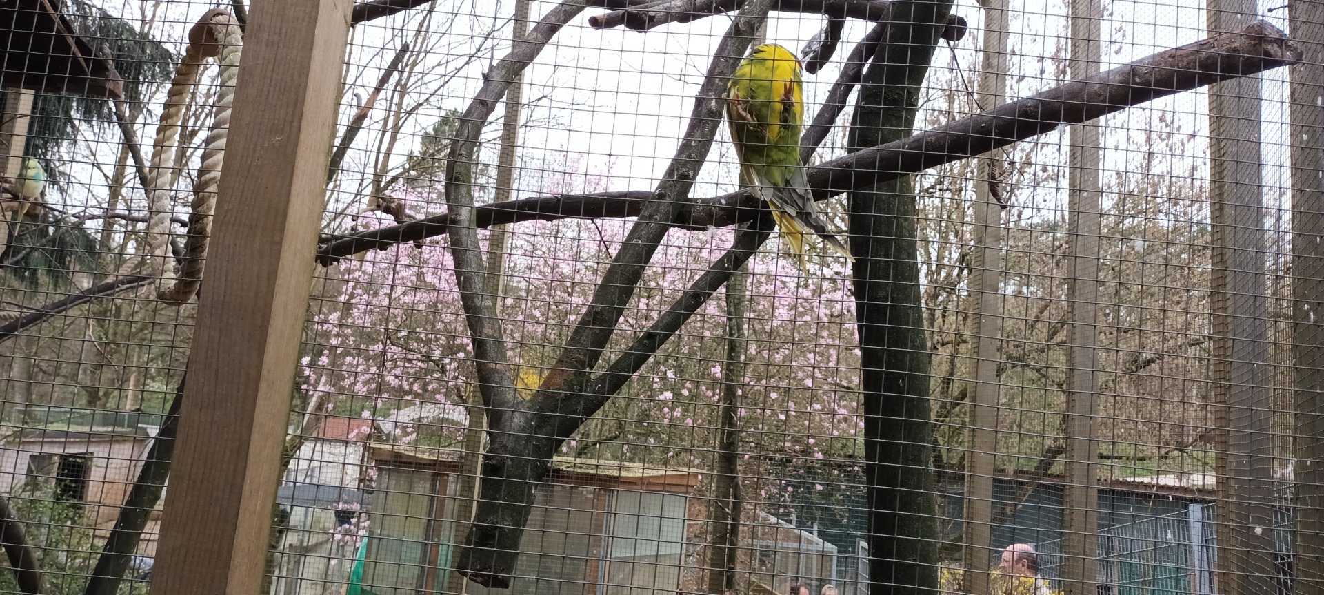 Red crowned Parakeet breedingform