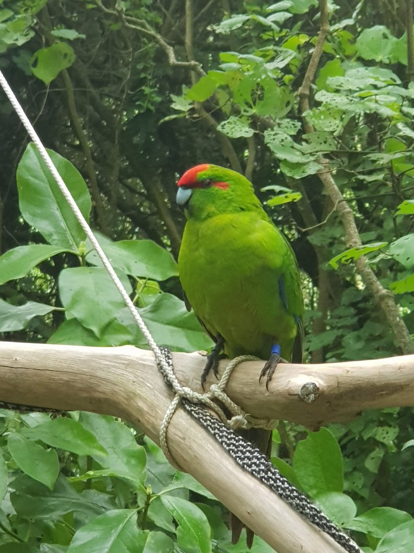 Red-crowned Parakeet (Cyanoramphus novaezelandiae) 2020