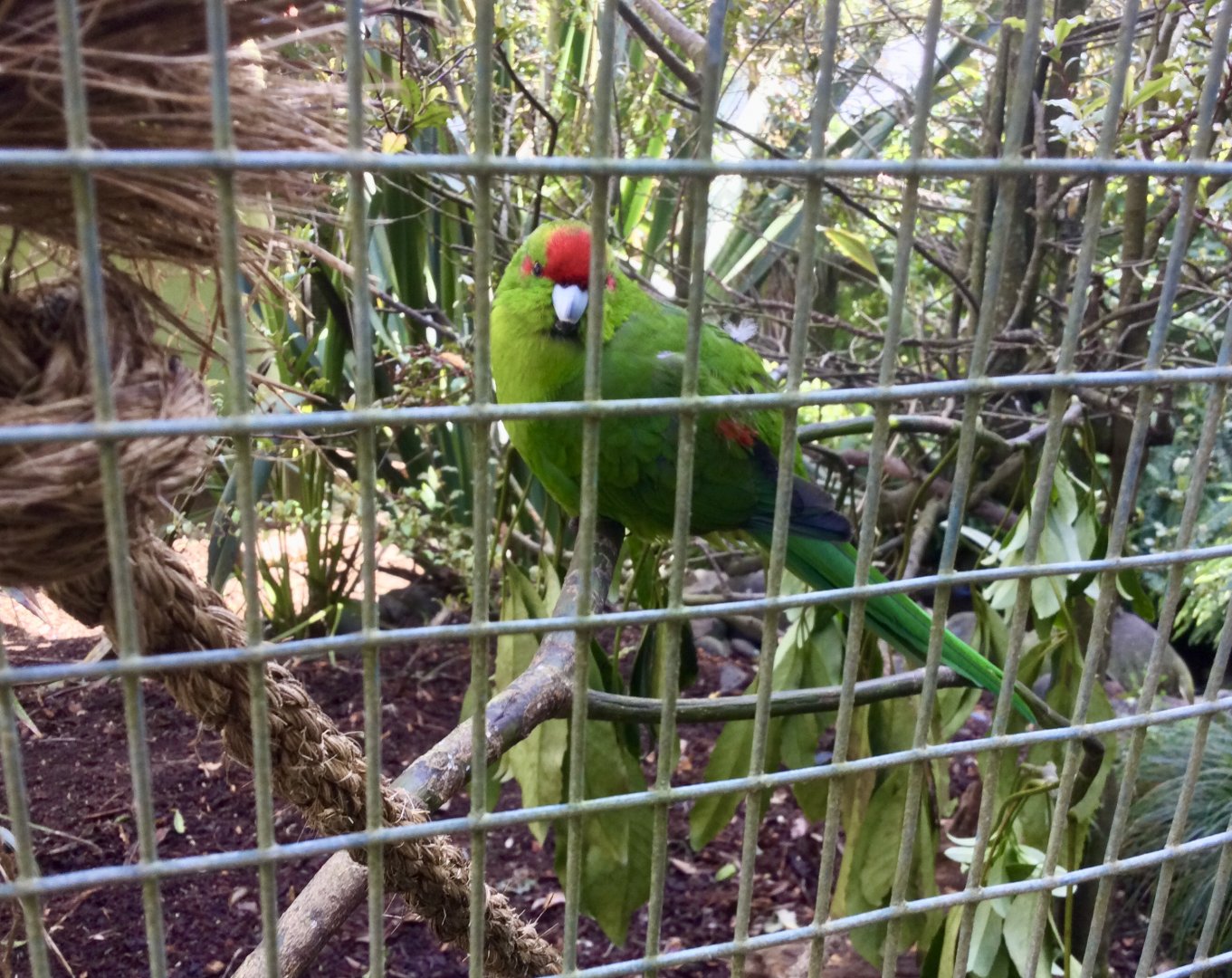Red-crowned parakeet (Cyanoramphus novaezelandiae)