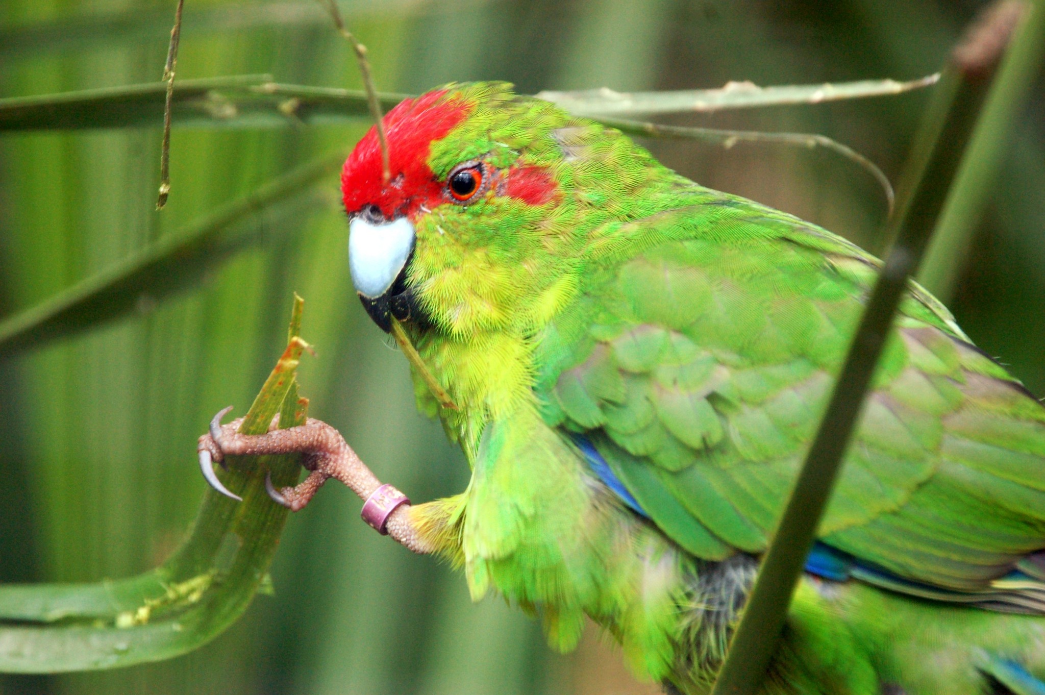 Red-crowned Parakeet - Cyanoramphus novaezelandiae