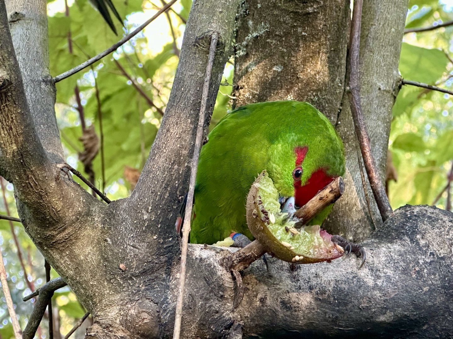 Red-crowned parakeet (Cyanoramphus novaezelandiae)