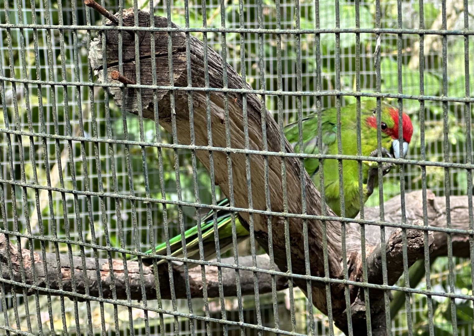 Red-crowned parakeet (Cyanoramphus novaezelandiae)