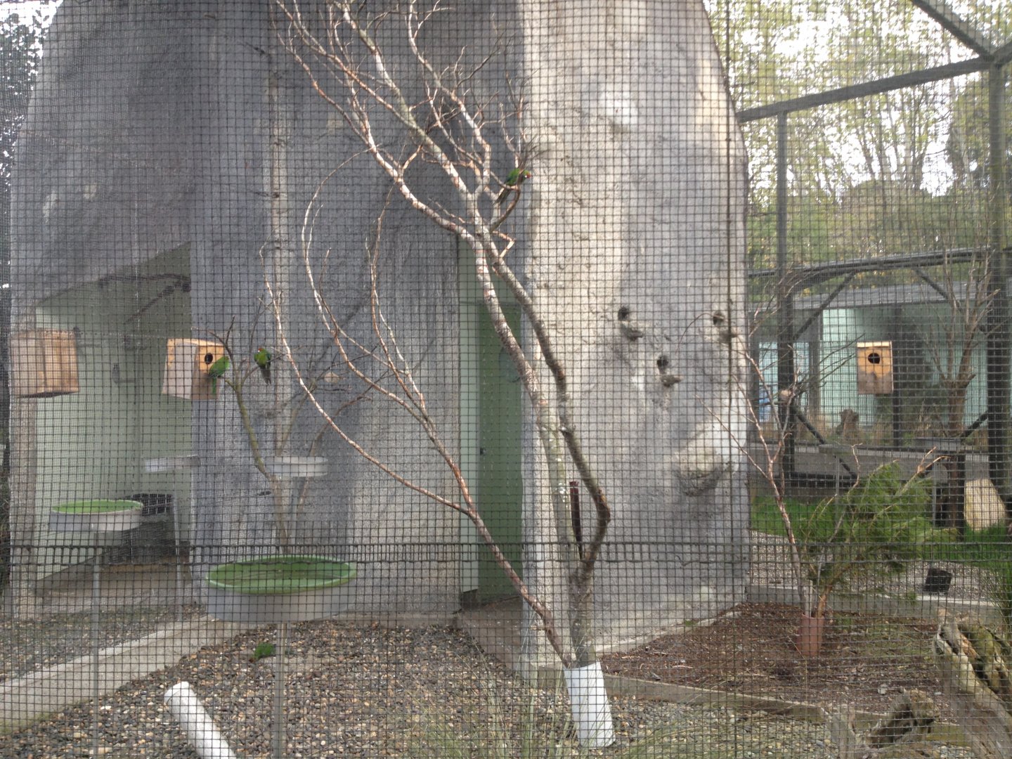 Red-crowned Parakeet exhibit