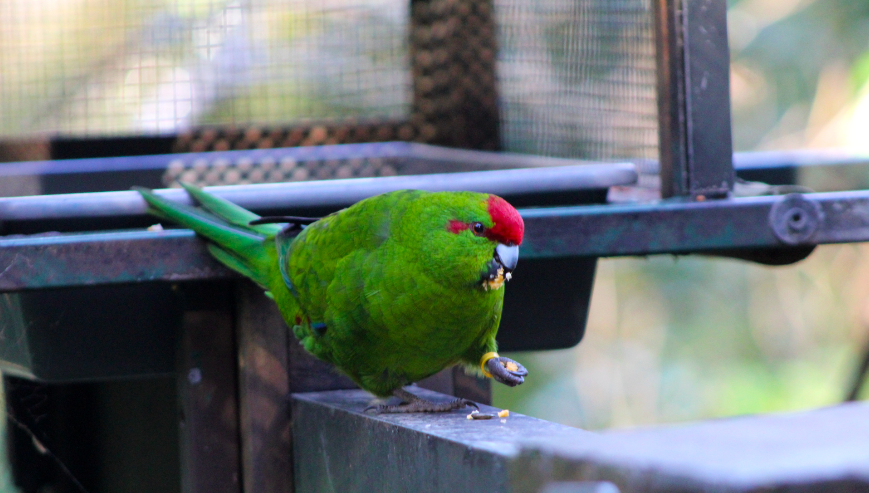 Red-crowned Parakeet (Kākāriki)