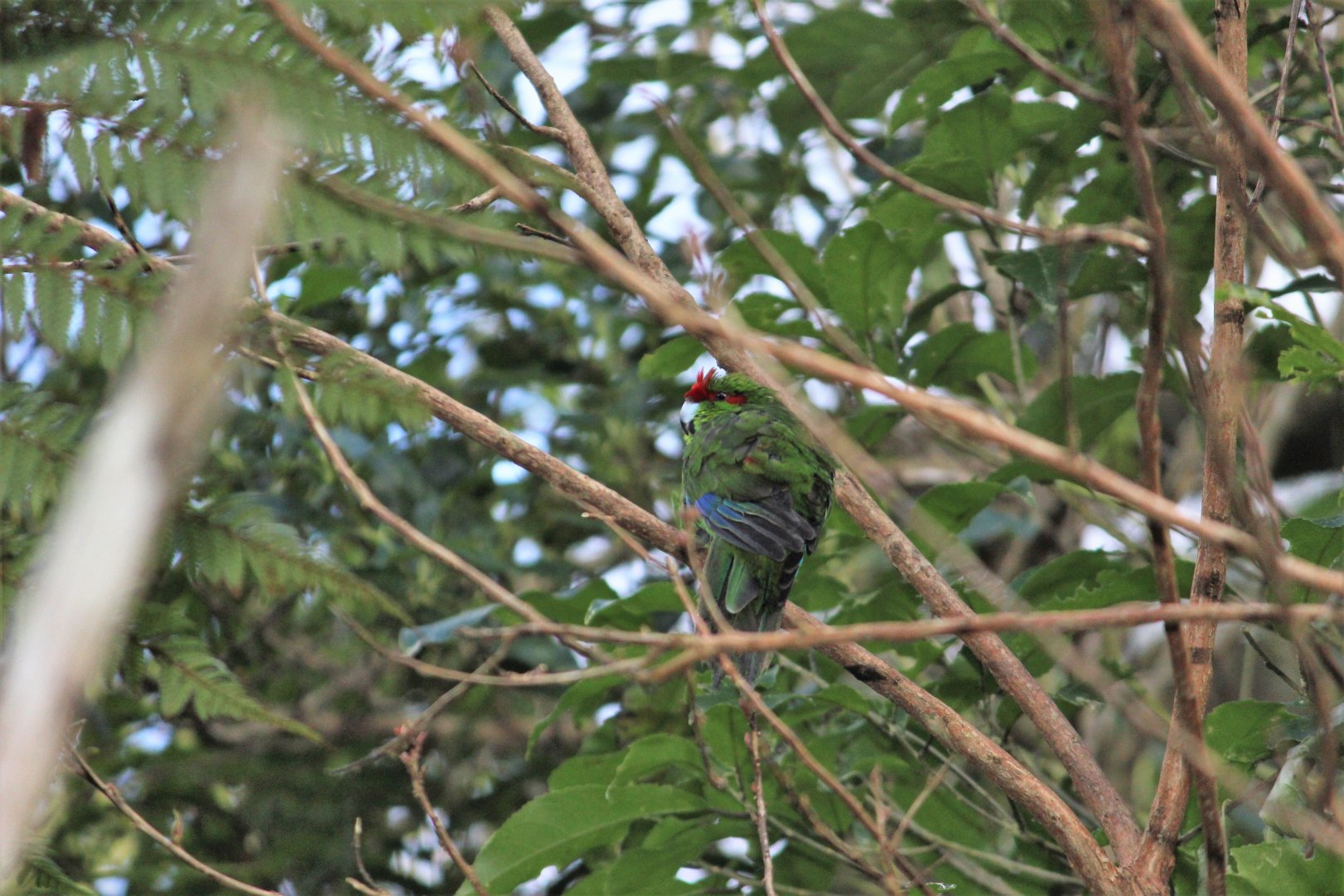 Red-crowned Parakeet
