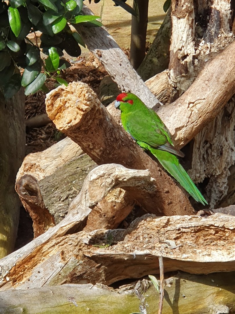 Red-crowned Parakeet
