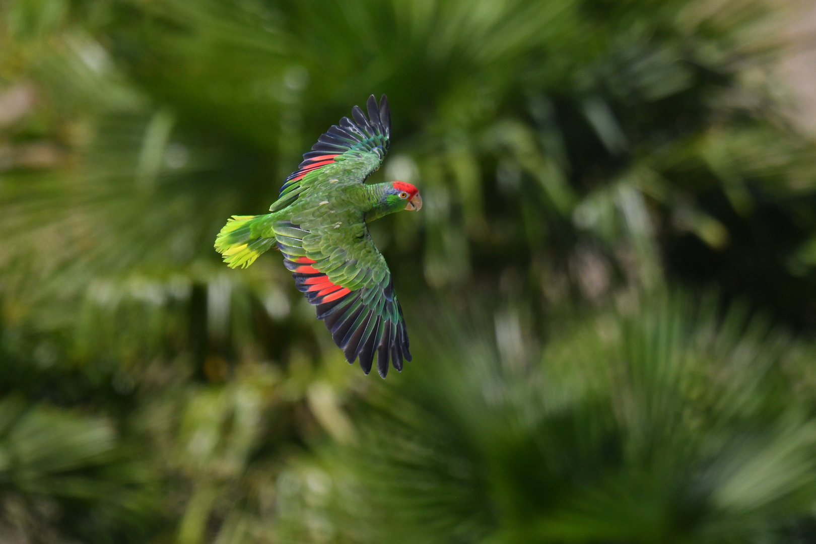Red-crowned Parrot Amazona viridigenalis