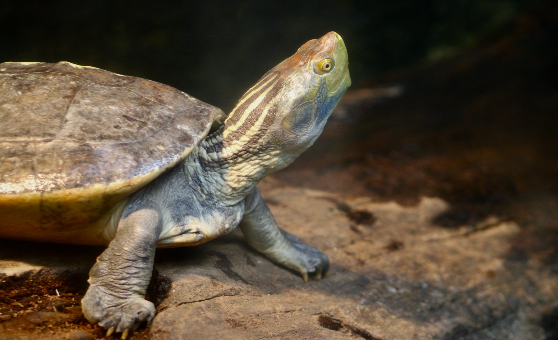 Red-Crowned Roofed Turtle (Batagur kachuga) male