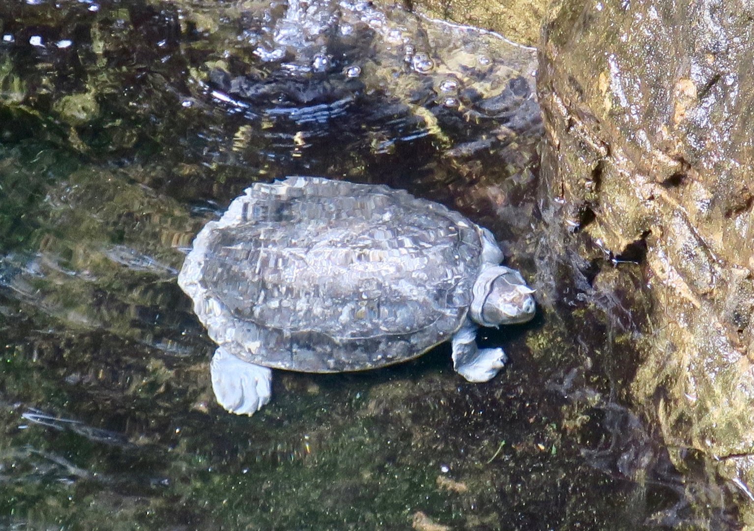 Red-Crowned Roofed Turtle (Batagur kachuga)