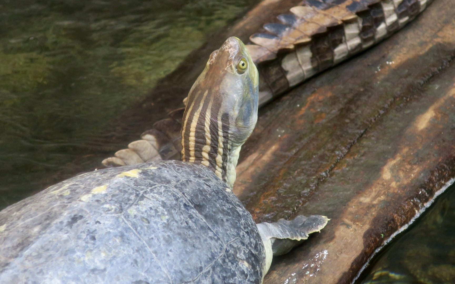 Red-Crowned Roofed Turtle (Batagur kachuga)