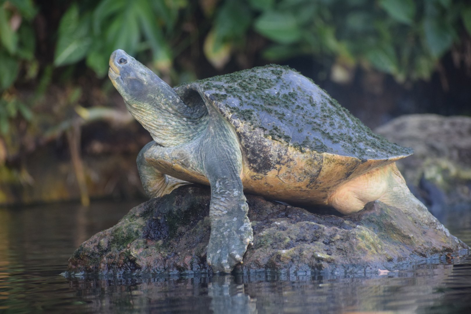 Red-crowned roofed turtle