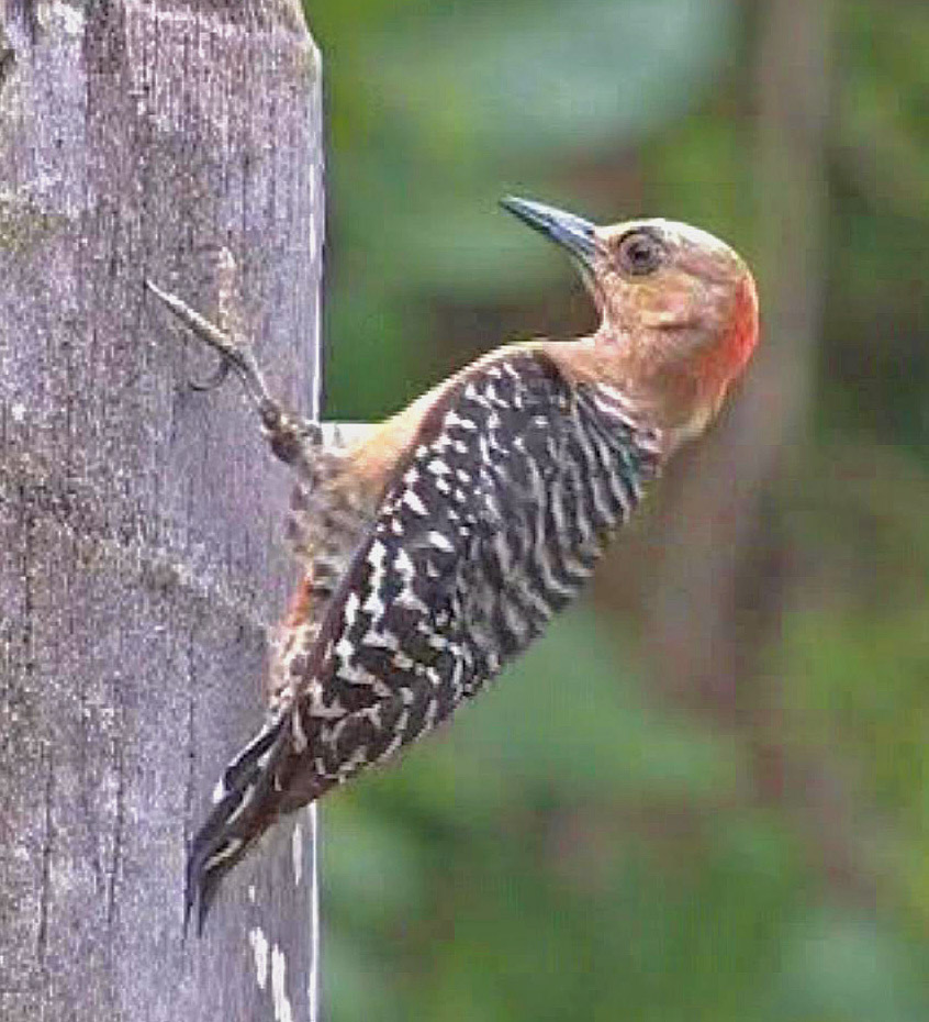 Red-crowned woodpecker 2