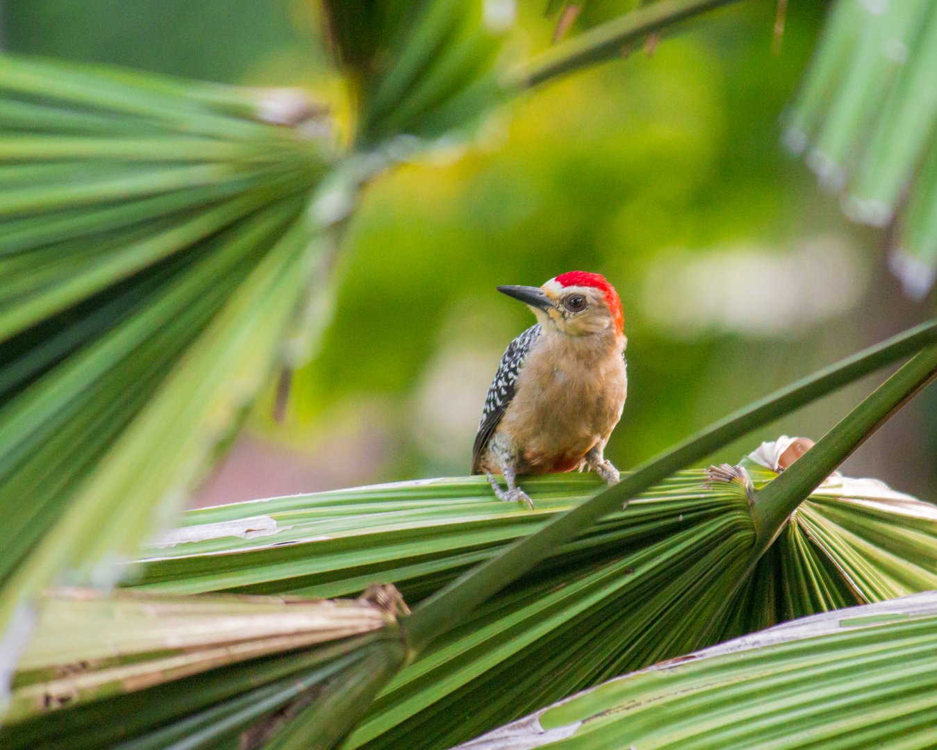 Red-crowned woodpecker, Melanerpes rubricapillus