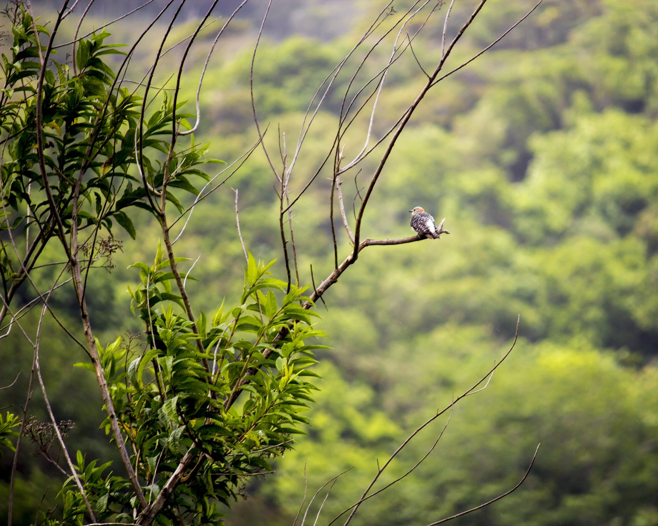 Red-crowned woodpecker, Melanerpes rubricapillus