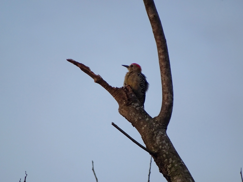 Red-crowned woodpecker